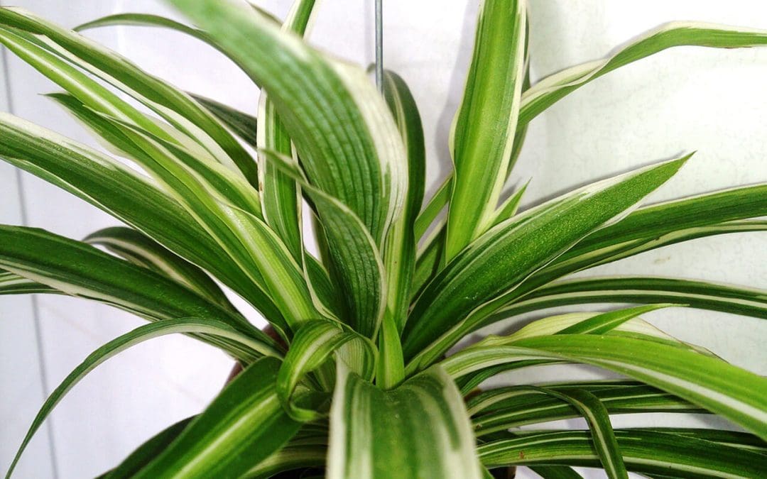 6 Pet-Friendly Houseplants You Can Grow