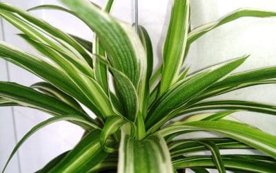6 Pet-Friendly Houseplants You Can Grow