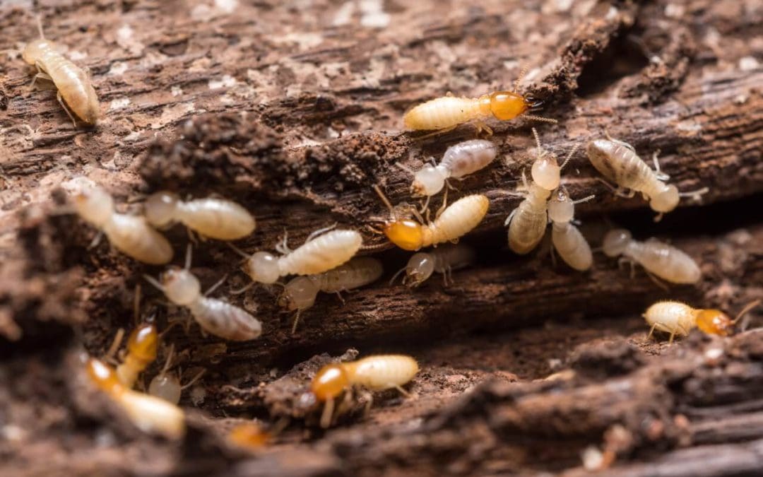 7 Termite Prevention Tips for Homeowners